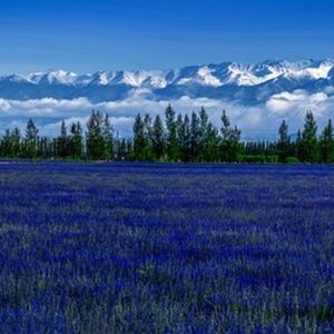 Meet your Posher, Navarro